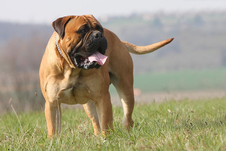  نژاد بول ماستیف (Bullmastiff)